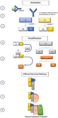 Complement Inhibitor Therapy for Myasthenia Gravis